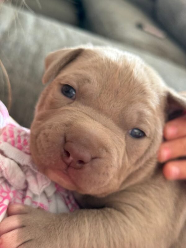 American Pit Bull Terrier