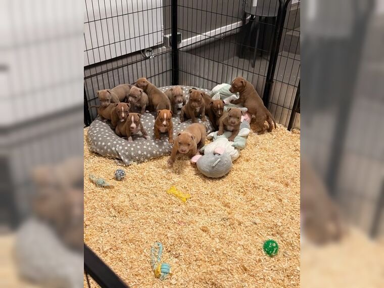 American Pitbull Terrier puppies - Image 13