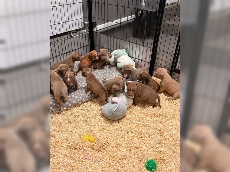 American Pitbull Terrier puppies - Image 16