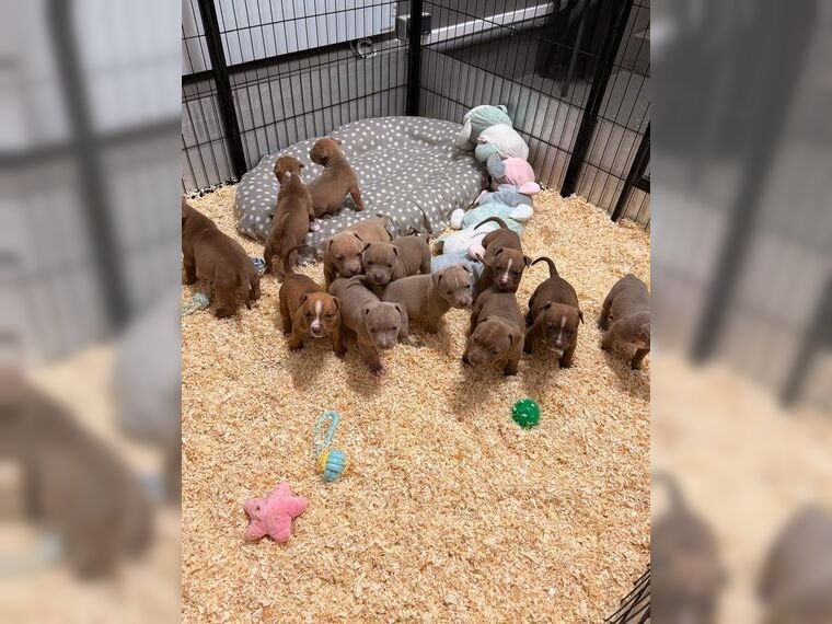 American Pitbull Terrier puppies - Image 17
