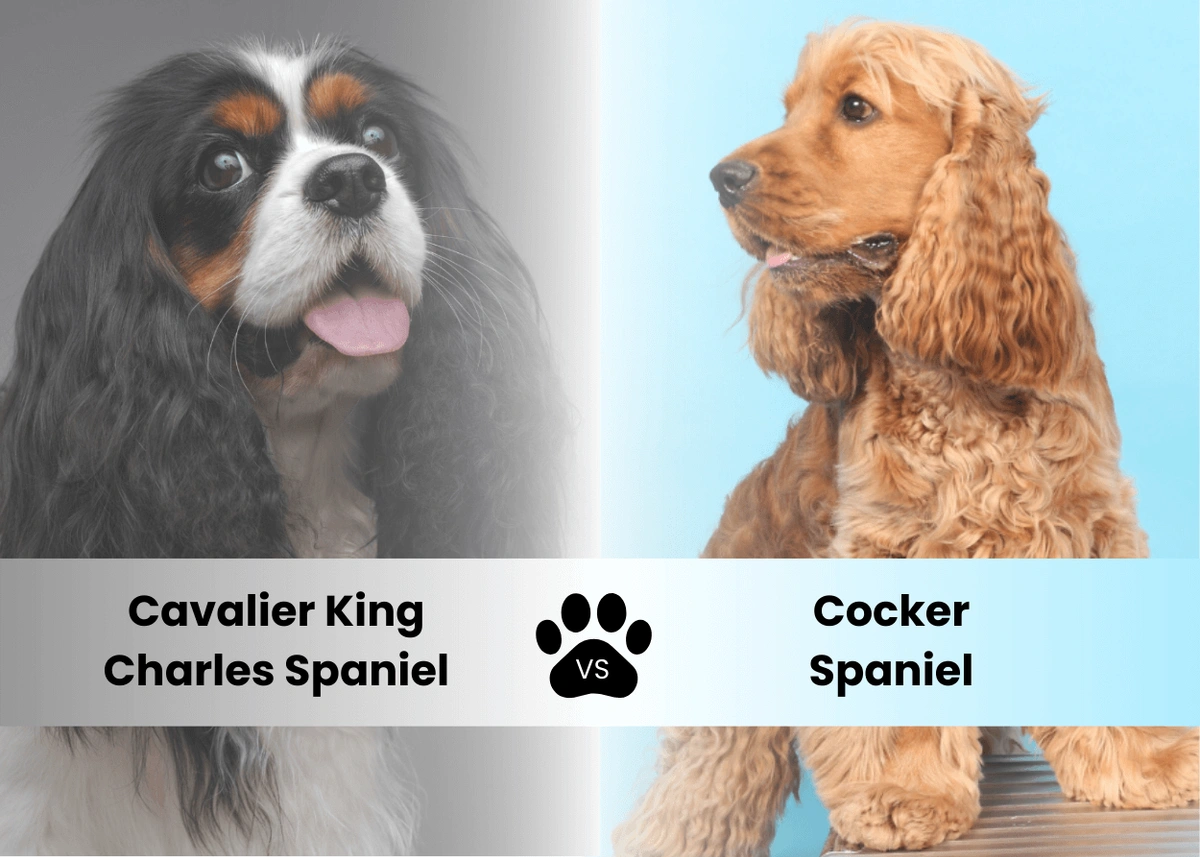 Comparing Cavalier King Charles Spaniels vs. Cocker Spaniels: What’s the Difference?