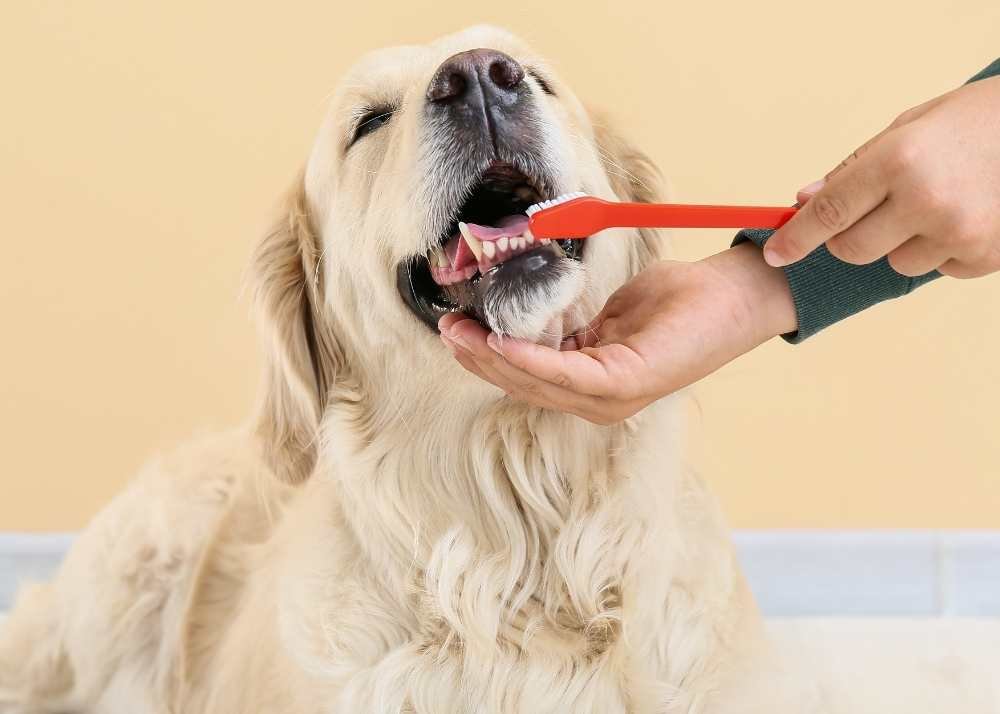 Keep Your Puppy’s Teeth Pearly White With A Pet Dental Checklist