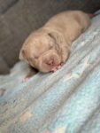 157441687_xl.jpg