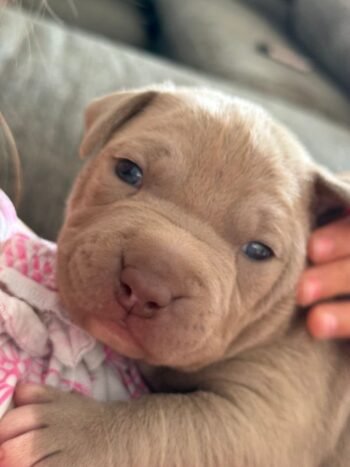 American Pit Bull Terrier