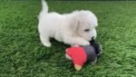 bichon-frise-puppy-picture-2600ac.jpg