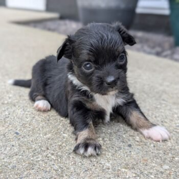 Koda