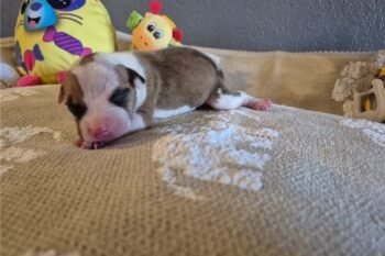 Mimi