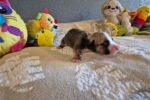 american-pit-bull-terrier-pup-5.jpg