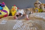 american-pit-bull-terrier-pup-1-1.jpg