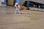 american-pit-bull-terrier-pup-1-1.jpg