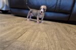 american-pit-bull-terrier-pup-5.jpg
