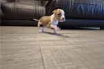 american-pit-bull-terrier-pup-1-1.jpg