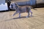 american-pit-bull-terrier-pup-5.jpg