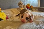 american-pit-bull-terrier-pup-1-1.jpg