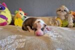 american-pit-bull-terrier-pup-1-1.jpg
