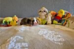 american-pit-bull-terrier-pup-5.jpg