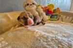 american-pit-bull-terrier-puppy-picture-4b624bc6-e8.jpg