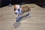 american-pit-bull-terrier-puppy-picture-4b624bc6-e8.jpg