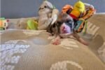 american-pit-bull-terrier-puppy-picture-4b624bc6-e8.jpg