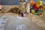 american-pit-bull-terrier-puppy-picture-4b624bc6-e8.jpg