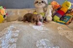 american-pit-bull-terrier-puppy-picture-4b624bc6-e8.jpg
