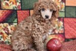 aussiedoodle-puppy-picture-bd80aa.jpg