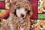 aussiedoodle-puppy-picture-bd80aa.jpg