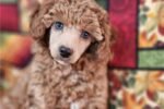 aussiedoodle-puppy-picture-bd80aa.jpg