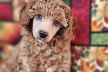 Delilah
