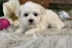 bichon-frise-puppy-picture-2600ac.jpg