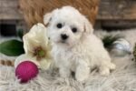 bichon-frise-puppy-picture-2600ac.jpg