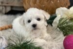 bichon-frise-puppy-picture-2600ac.jpg