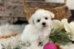 bichon-frise-puppy-picture-2600ac.jpg