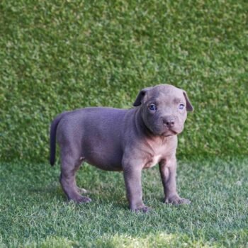 Blue Lola