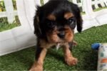 cavalier-king-charles-spaniel-6.jpg