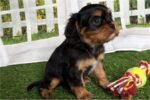 cavalier-king-charles-spaniel-6.jpg