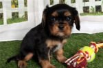 cavalier-king-charles-spaniel-6.jpg