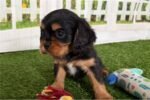 cavalier-king-charles-spaniel-6.jpg