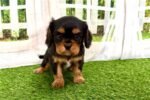 cavalier-king-charles-spaniel-6.jpg