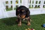 cavalier-king-charles-spaniel-6.jpg