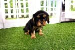 cavalier-king-charles-spaniel-6.jpg