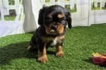 cavalier-king-charles-spaniel-6.jpg