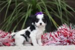 cavapoo-puppy-picture-7be77456-68c3-4b8a-bdc1-b6b548c94c.jpg