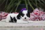 cavapoo-puppy-picture-7be77456-68c3-4b8a-bdc1-b6b548c94c.jpg