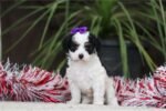cavapoo-puppy-picture-7be77456-68c3-4b8a-bdc1-b6b548c94c.jpg