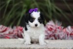 Piper