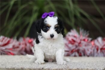 Piper
