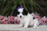 cavapoo-puppy-picture-7be77456-68c3-4b8a-bdc1-b6b548c94c.jpg