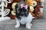 havanese-puppy-picture-12014dc0-1.jpg