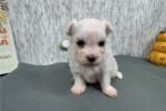 maltese-puppy-picture-7154e382-cd.jpg